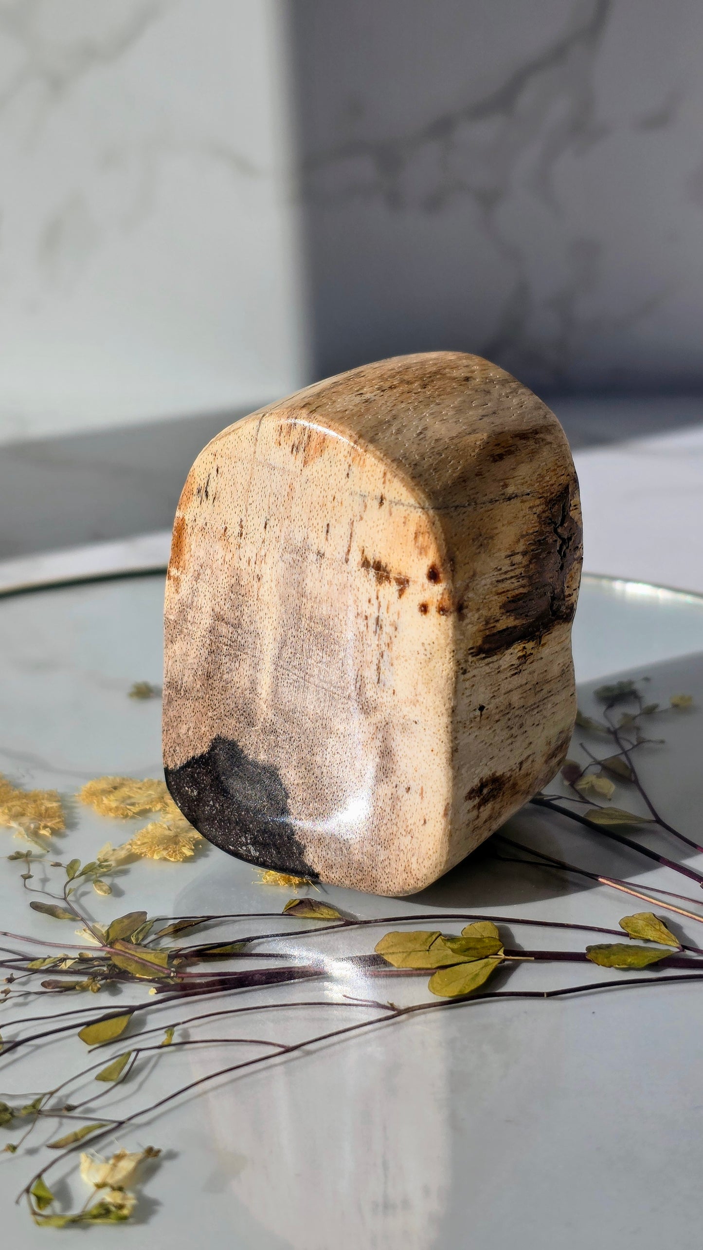 Versteinerte Holz