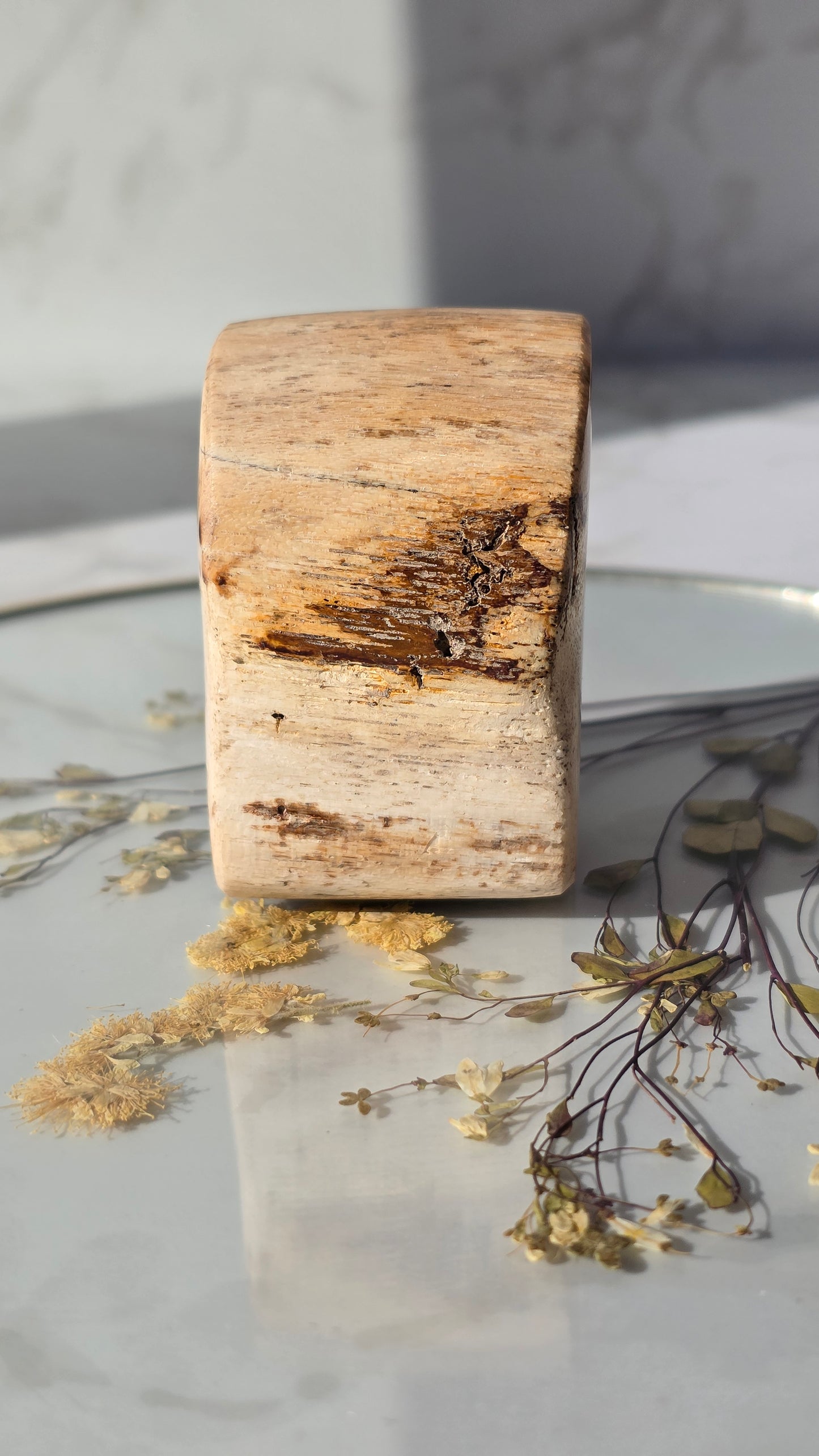 Versteinerte Holz