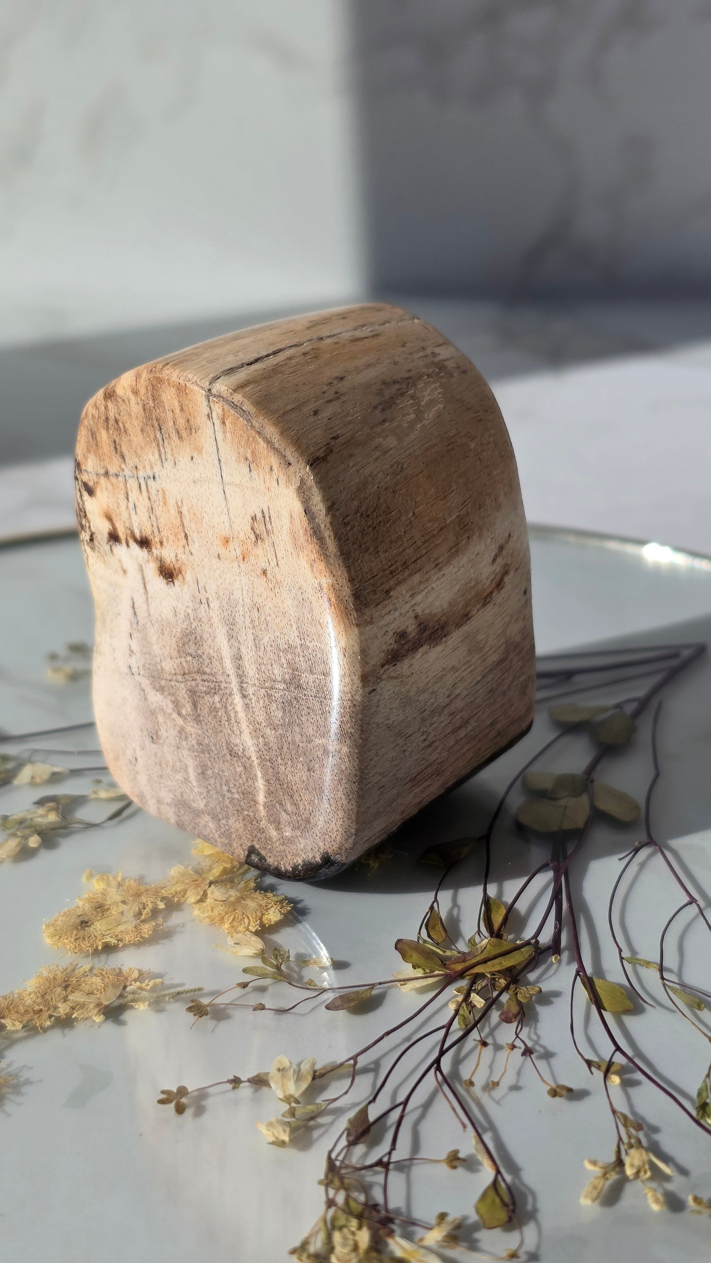 Versteinerte Holz