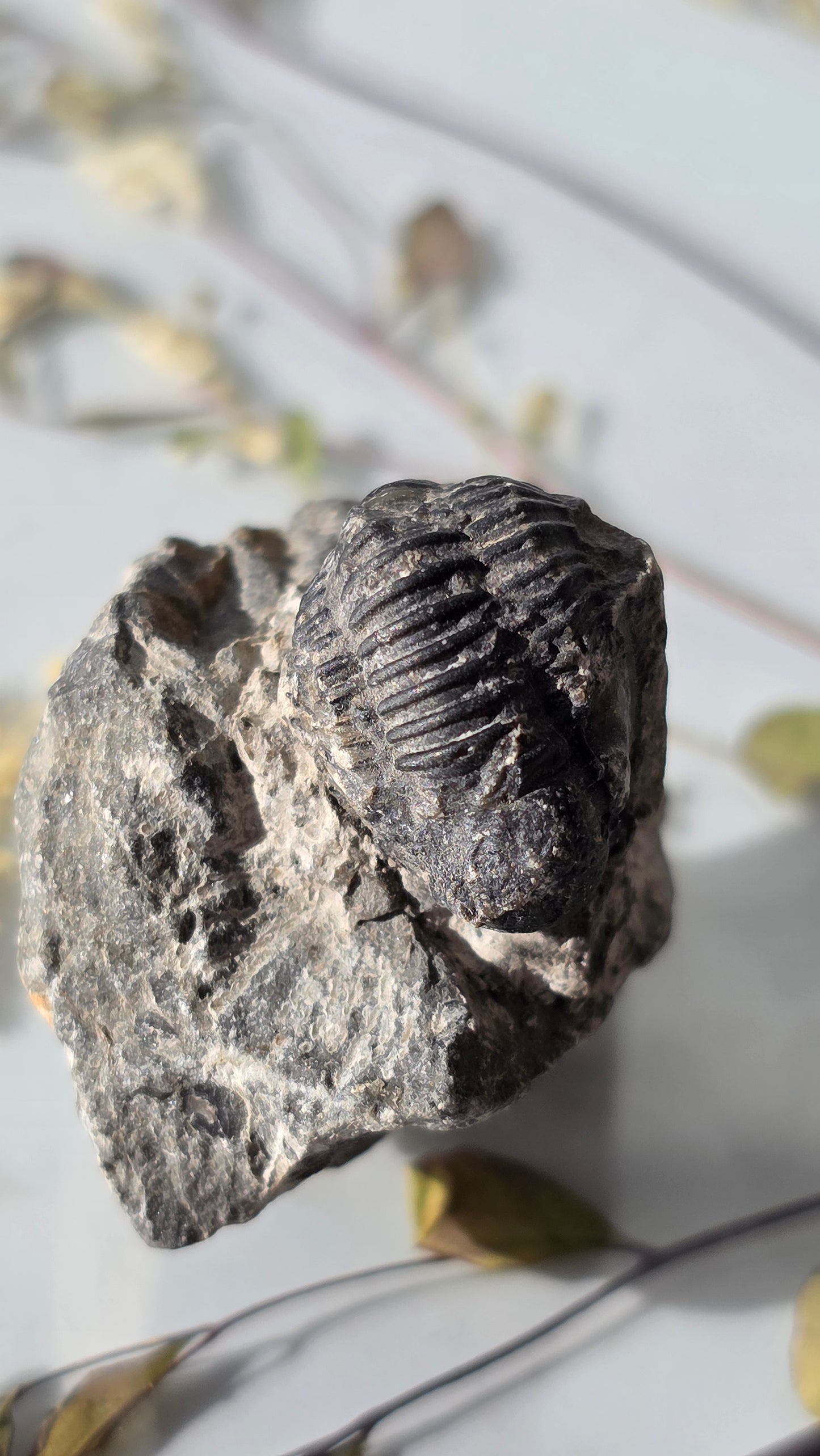 Trilobit Fossil - dreidimensional erhalten