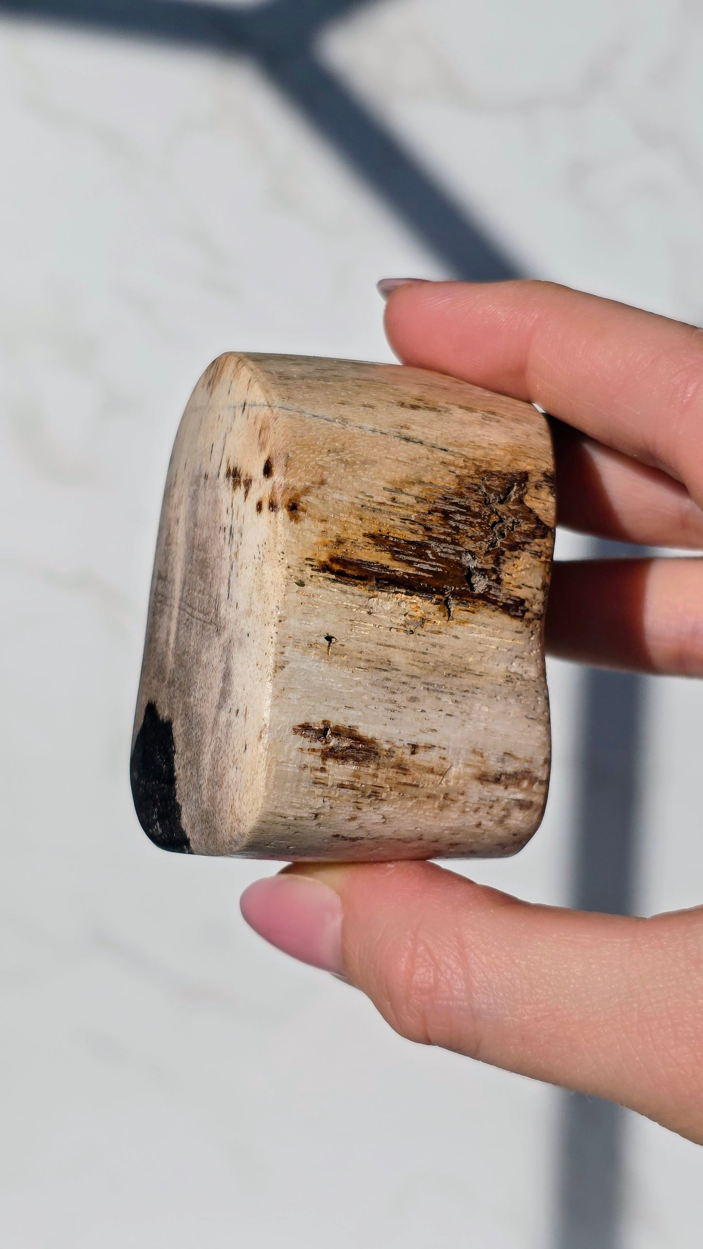 Versteinerte Holz