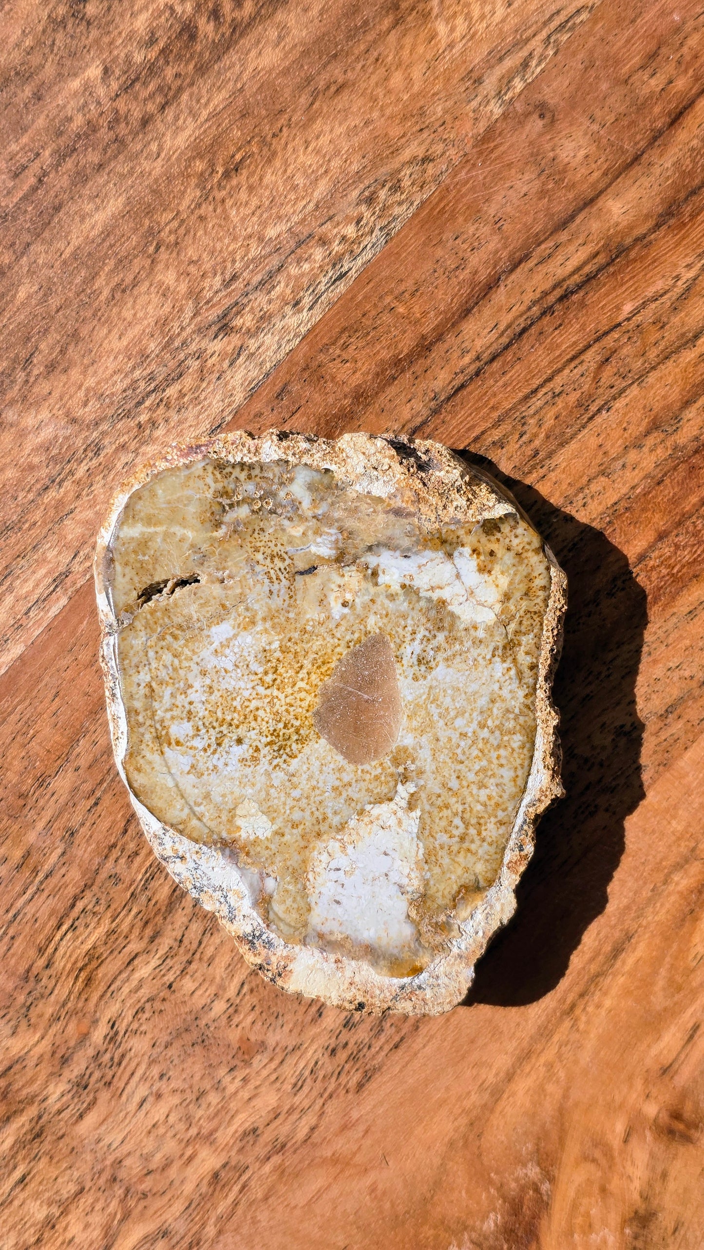 Versteinertes Holz - Millionen von Jahren alt