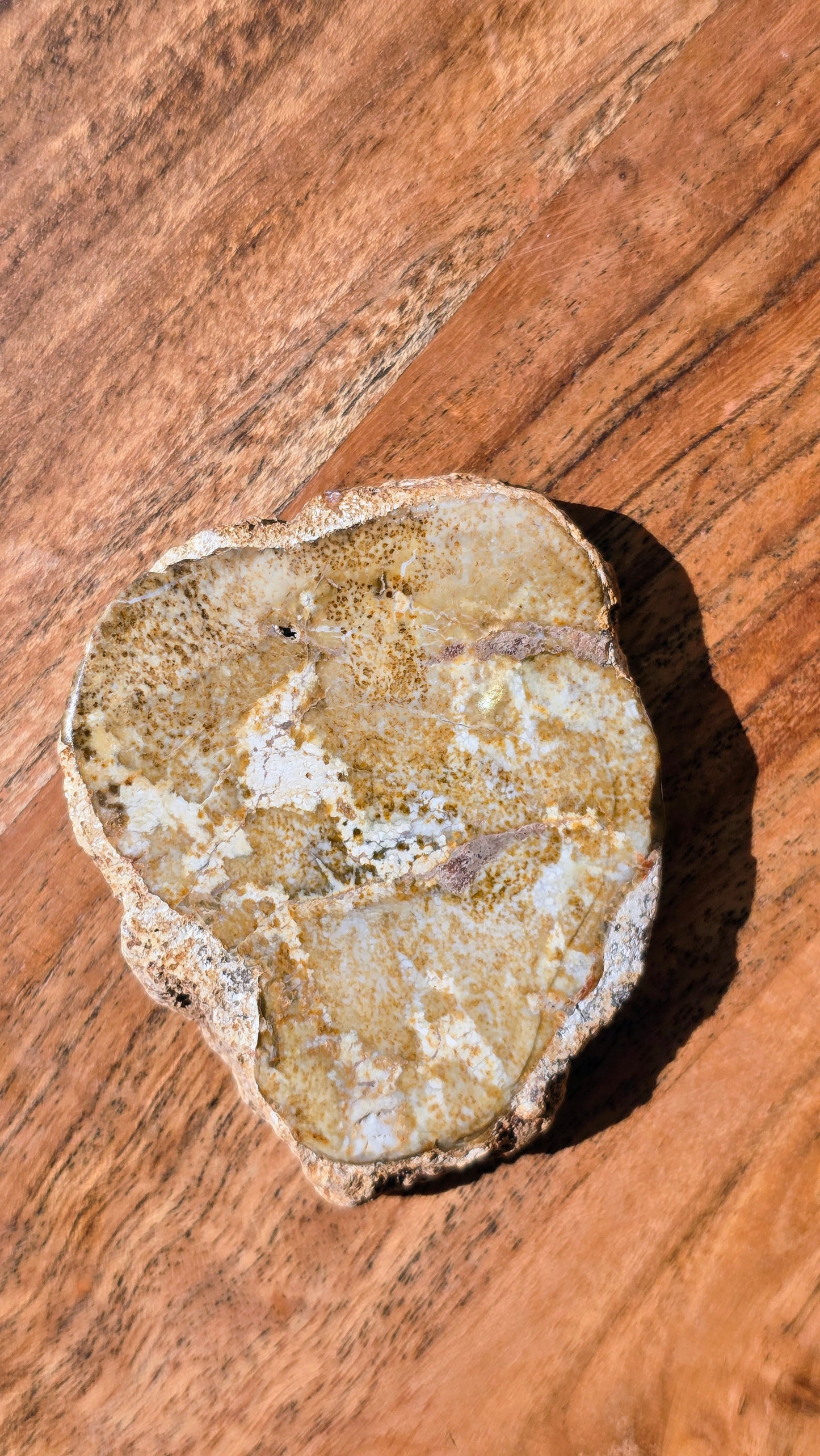 Versteinertes Holz - Millionen von Jahren alt