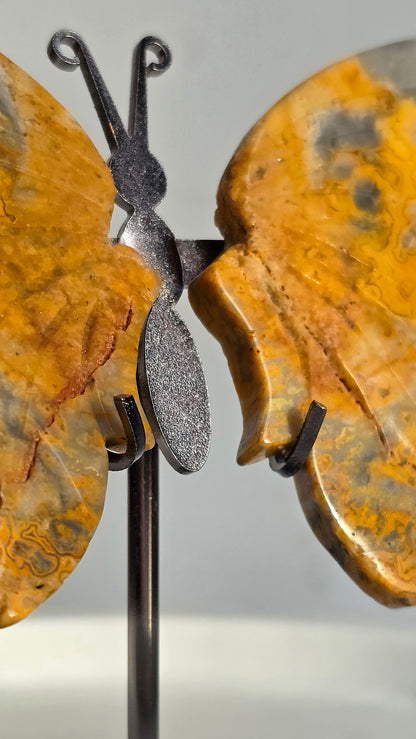 Crazy Laze Achat Schmetterling