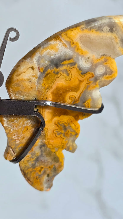 Crazy Laze Achat Schmetterling