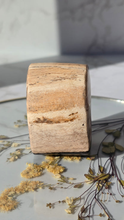 Versteinerte Holz