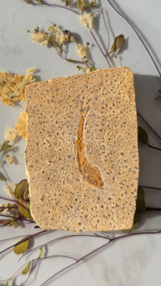 Urzeitfisch Fossil