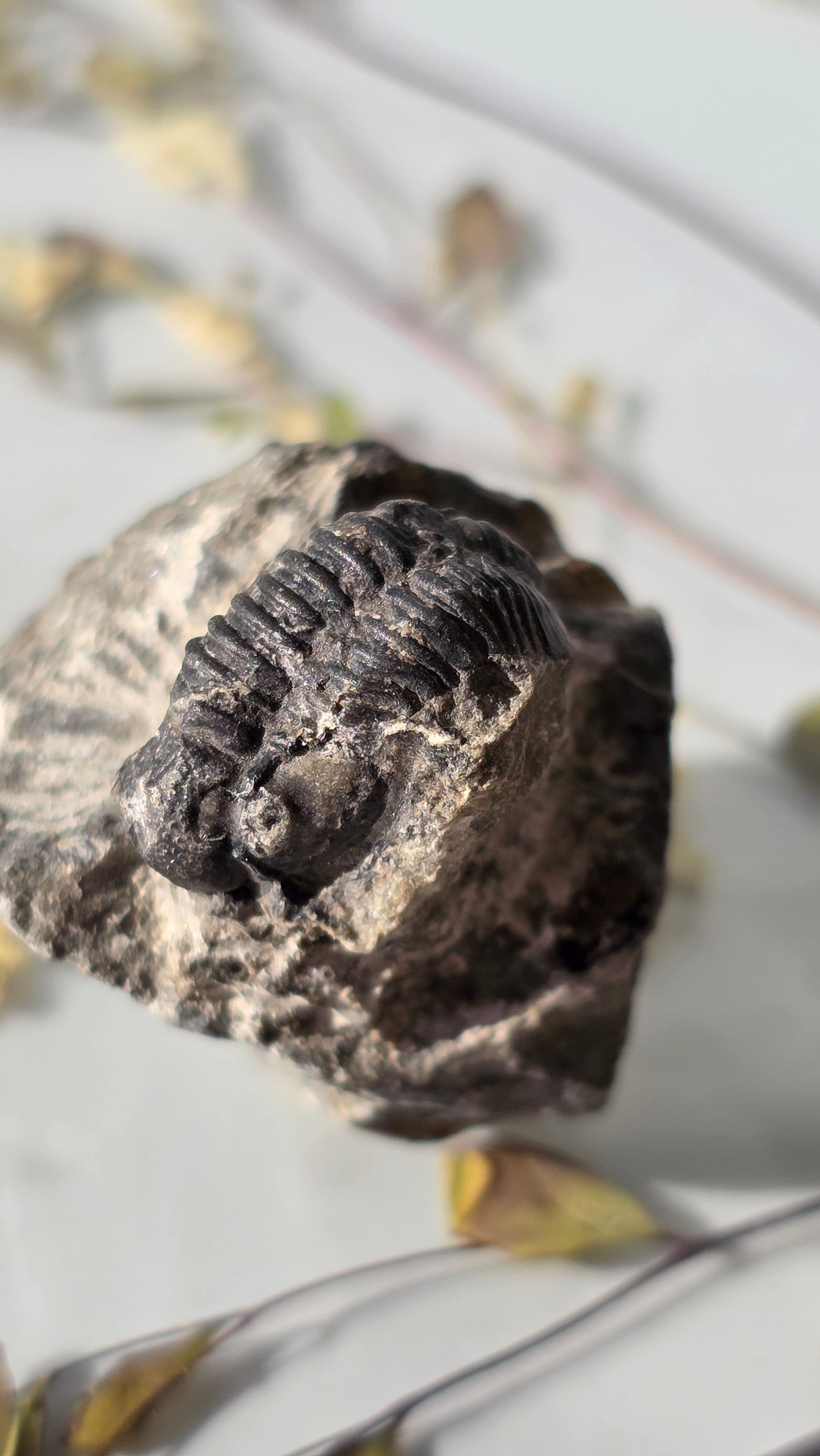 Trilobit Fossil - dreidimensional erhalten