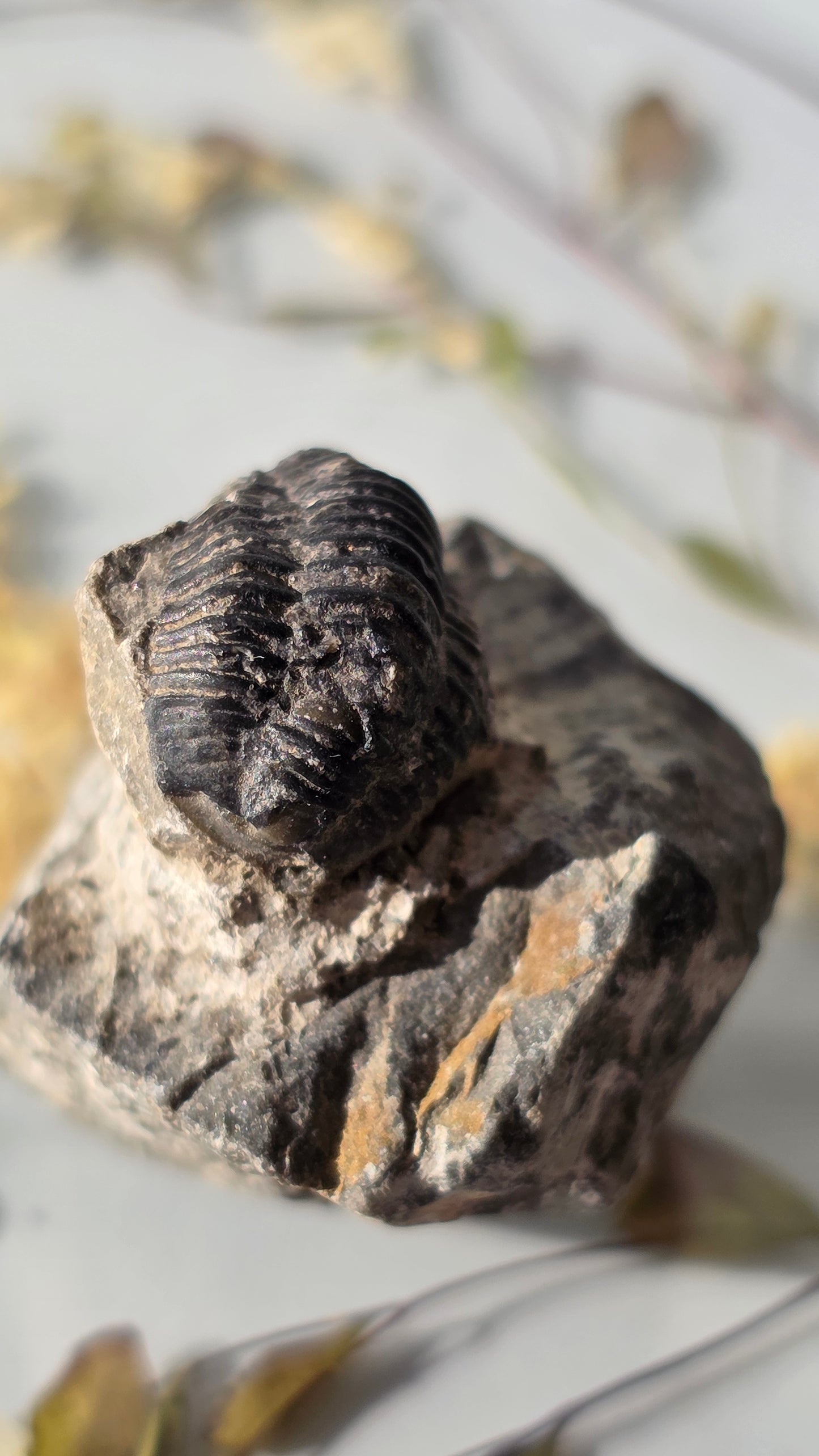 Trilobit Fossil - dreidimensional erhalten