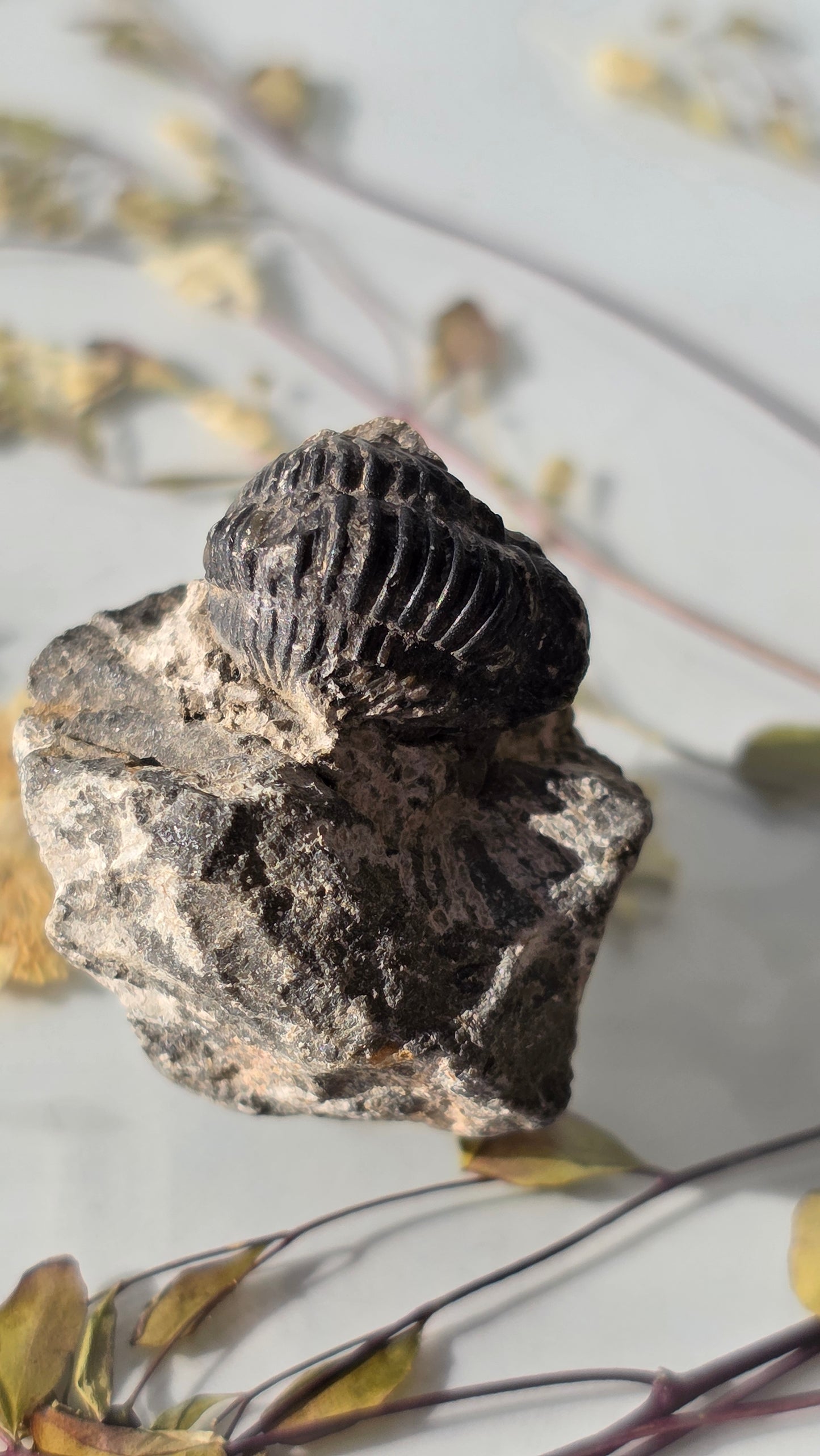 Trilobit Fossil - dreidimensional erhalten