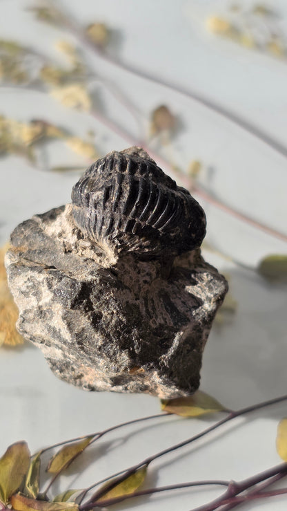 Trilobit Fossil - dreidimensional erhalten
