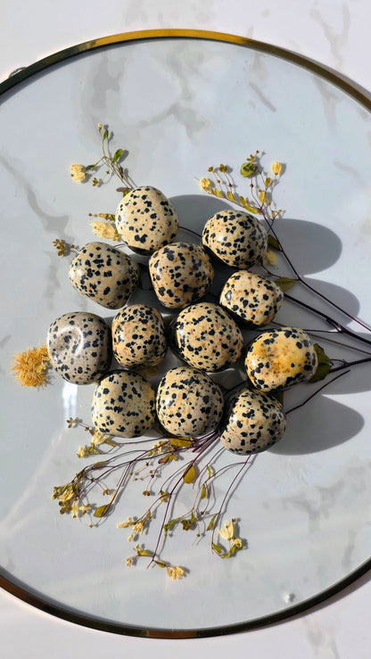 Dalmatinerjaspis Trommelsteine