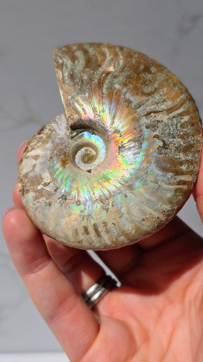 Ammonit mit opalosierendem Ammolit-Millionen Jahre altes Farbenspiel der Natur