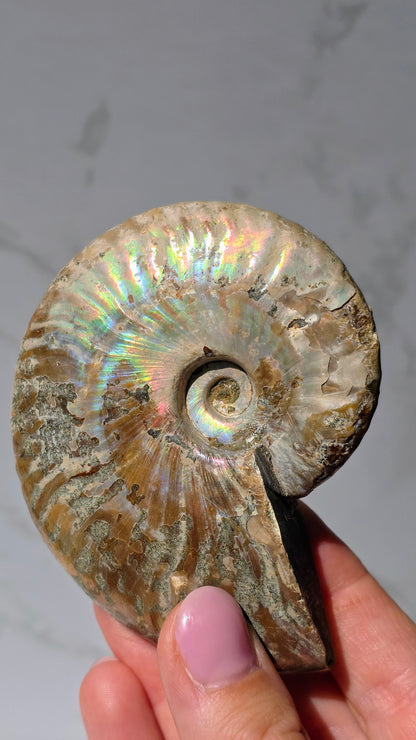 Ammonit mit opalosierendem Ammolit-Millionen Jahre altes Farbenspiel der Natur