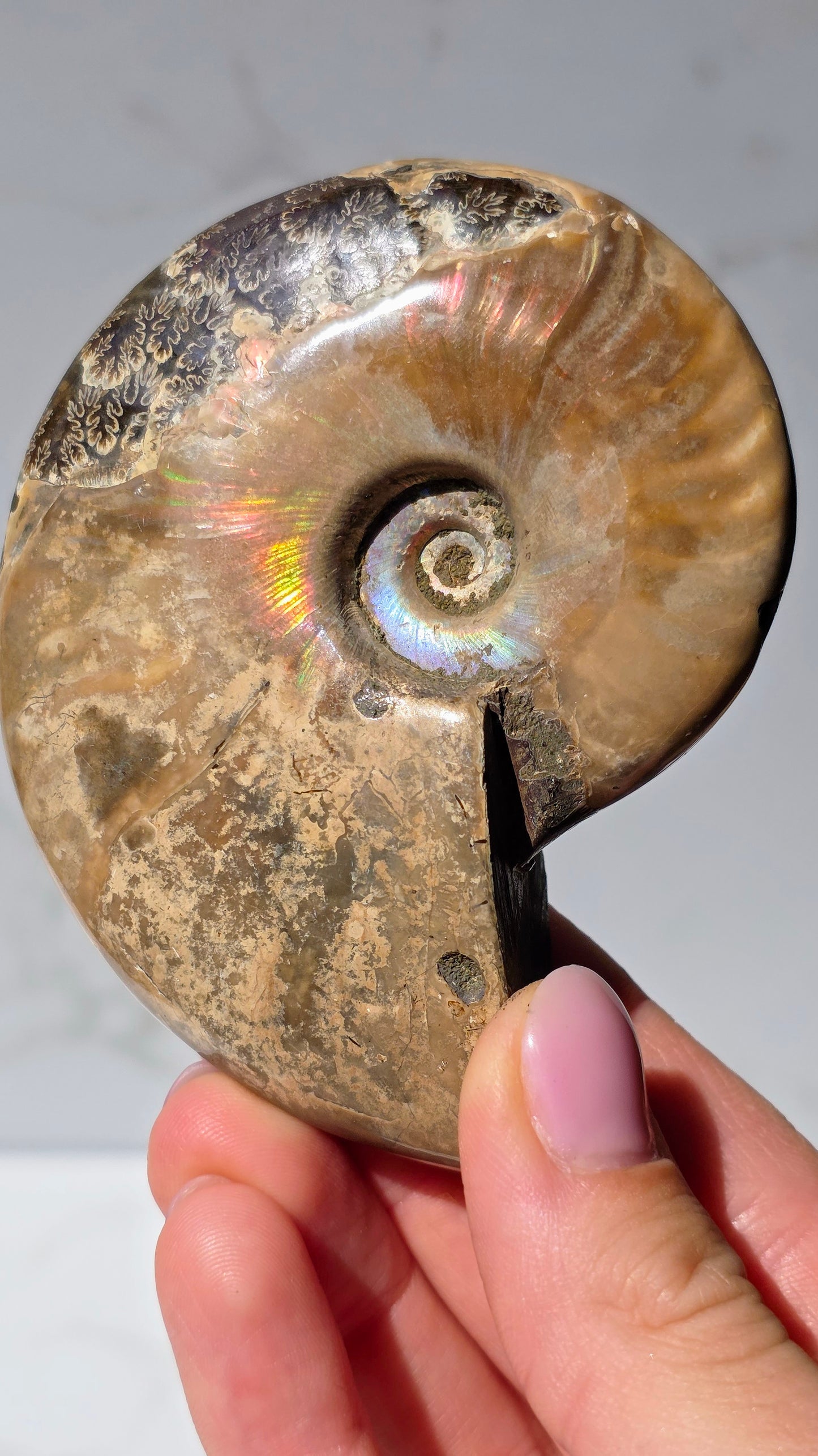 Ammonit mit opalosierendem Ammolit-Millionen Jahre altes Farbenspiel der Natur