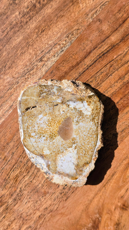 Versteinertes Holz - Millionen von Jahren alt
