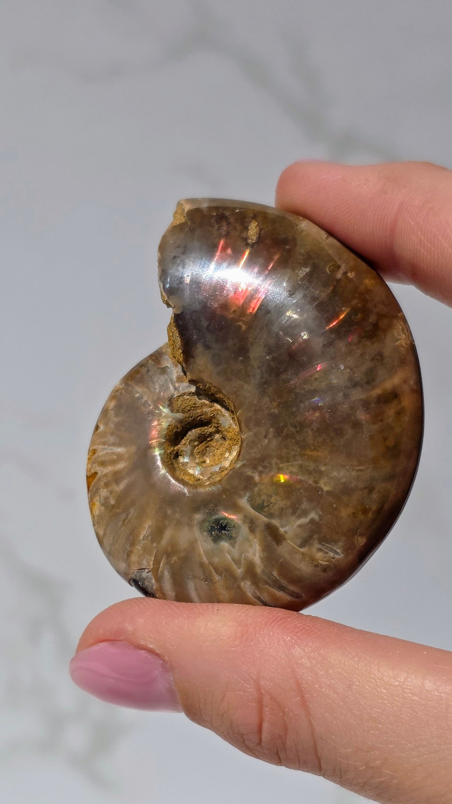 Ammonit mit opalosierendem Ammolit-Millionen Jahre altes Farbenspiel der Natur