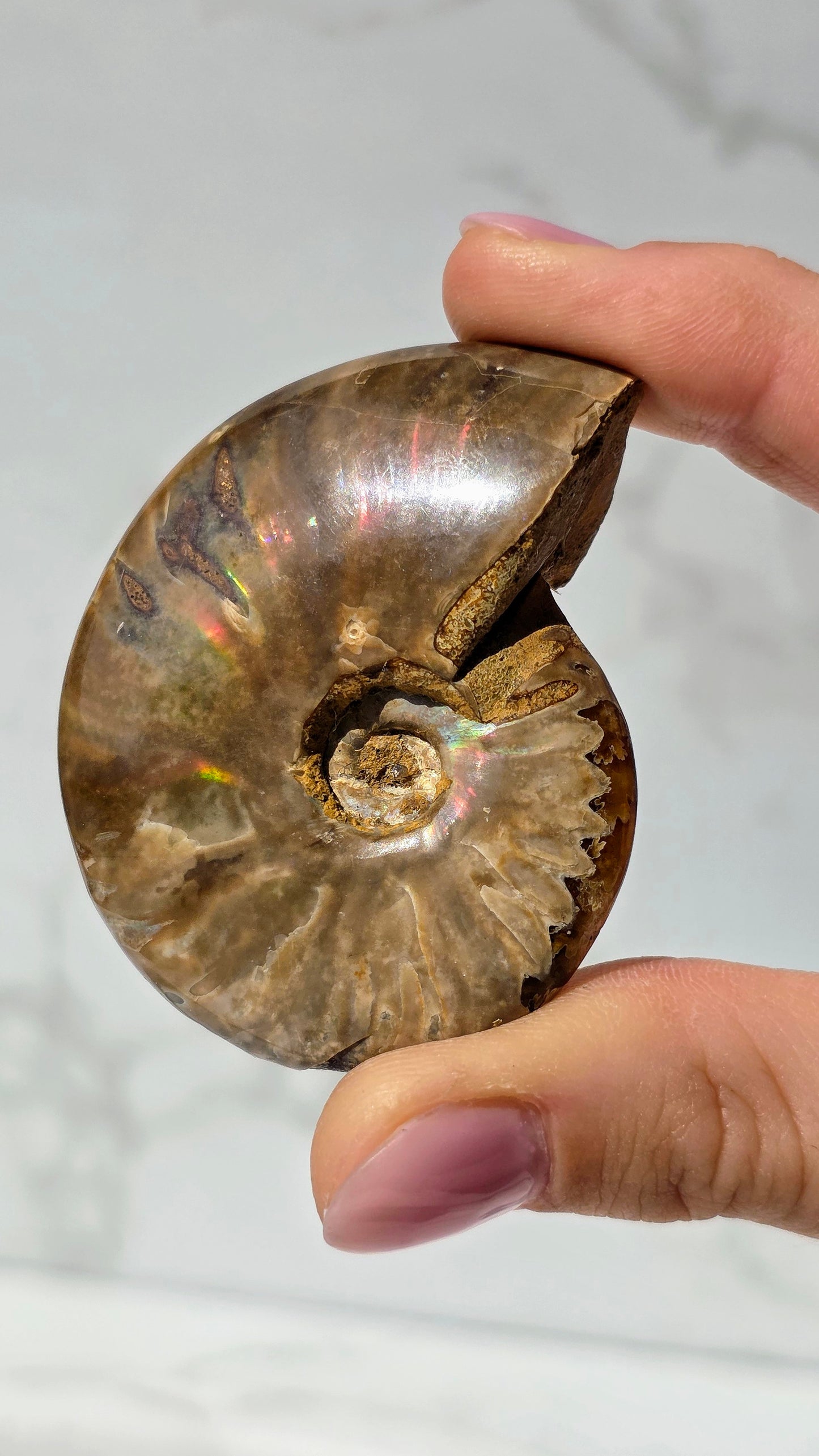 Ammonit mit opalosierendem Ammolit-Millionen Jahre altes Farbenspiel der Natur