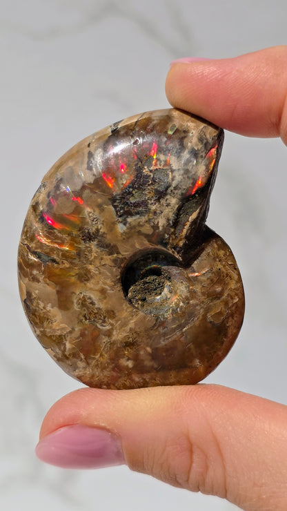 Ammonit mit opalosierendem Ammolit-Millionen Jahre altes Farbenspiel der Natur