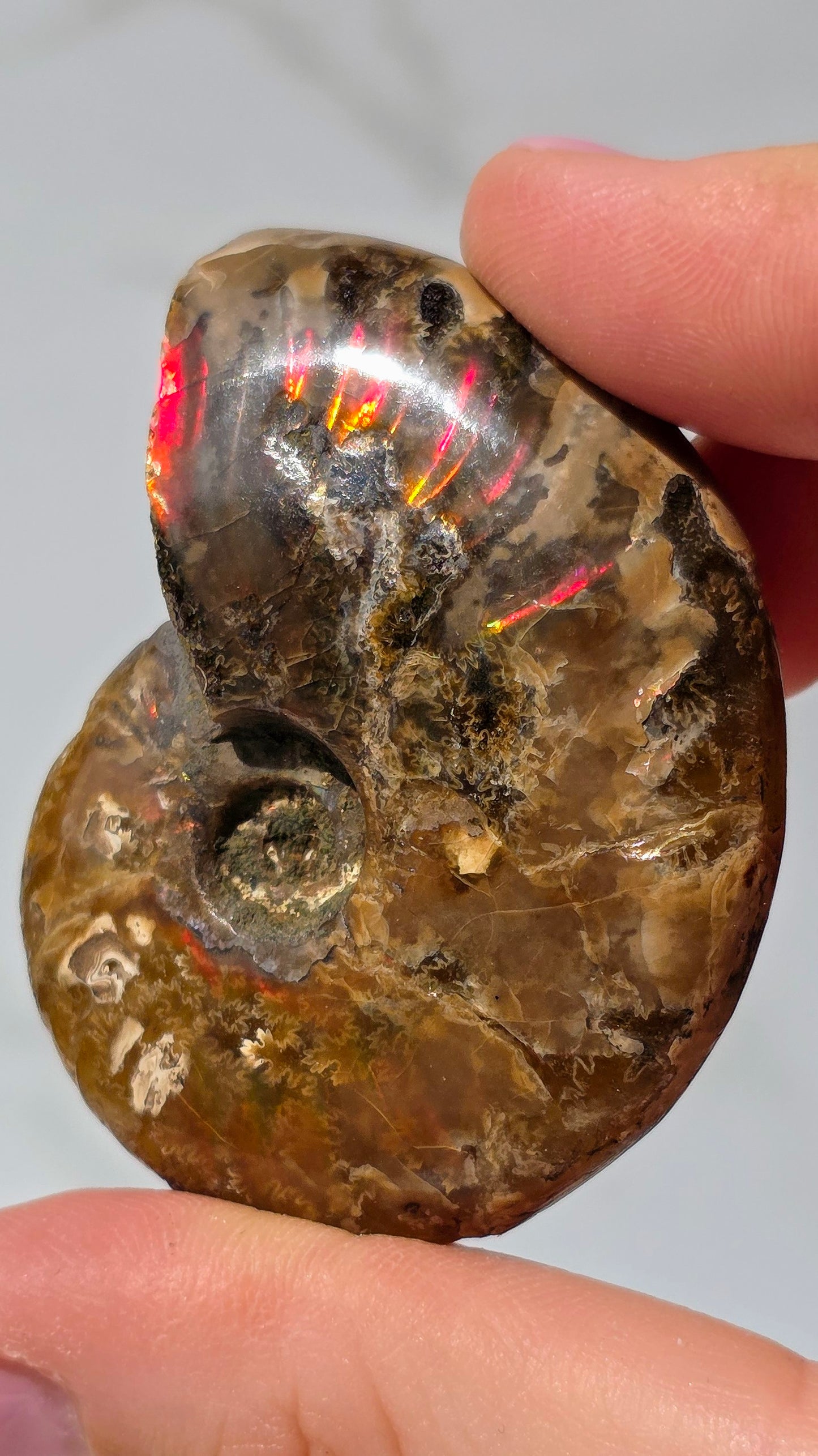 Ammonit mit opalosierendem Ammolit-Millionen Jahre altes Farbenspiel der Natur