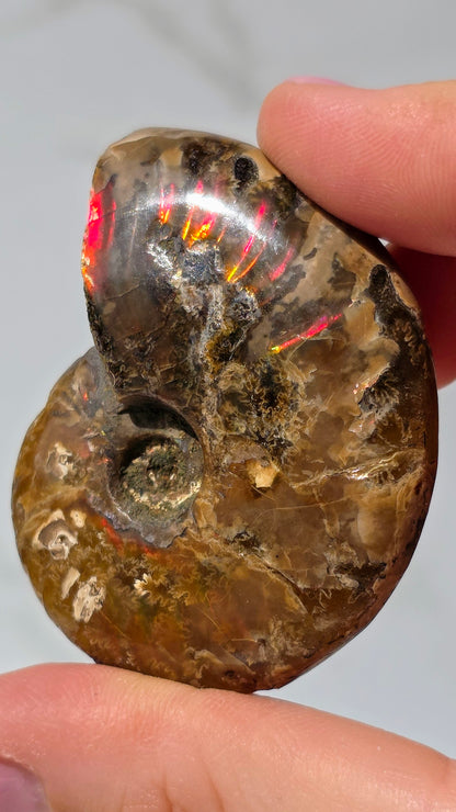 Ammonit mit opalosierendem Ammolit-Millionen Jahre altes Farbenspiel der Natur