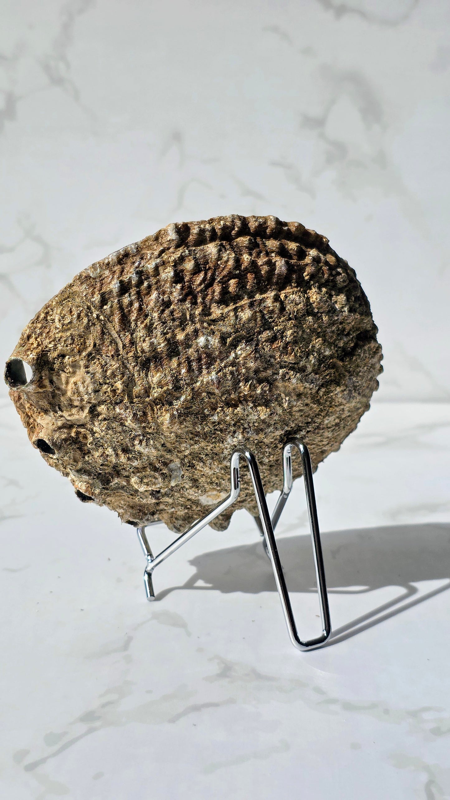 Abalonen Muschel