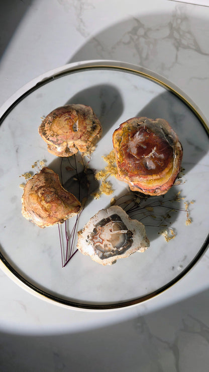 Versteinertes Holz aus Madagaskar - Millionen von Jahren alt