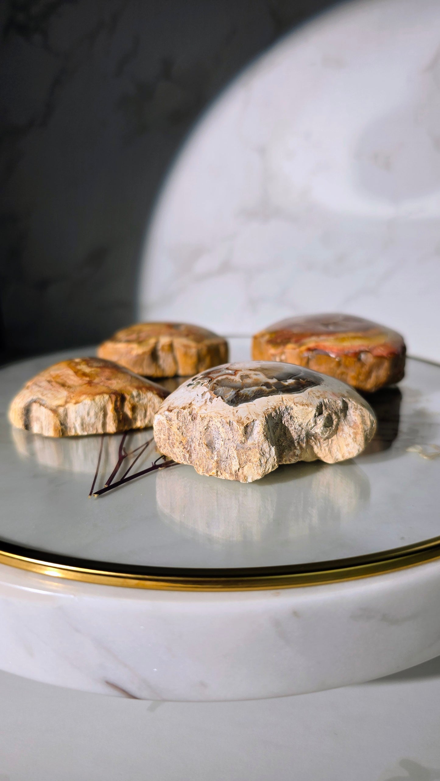 Versteinertes Holz aus Madagaskar - Millionen von Jahren alt