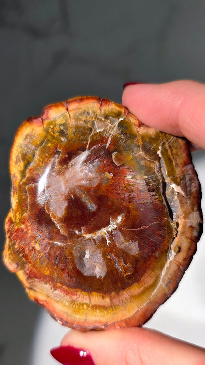 Versteinertes Holz aus Madagaskar - Millionen von Jahren alt