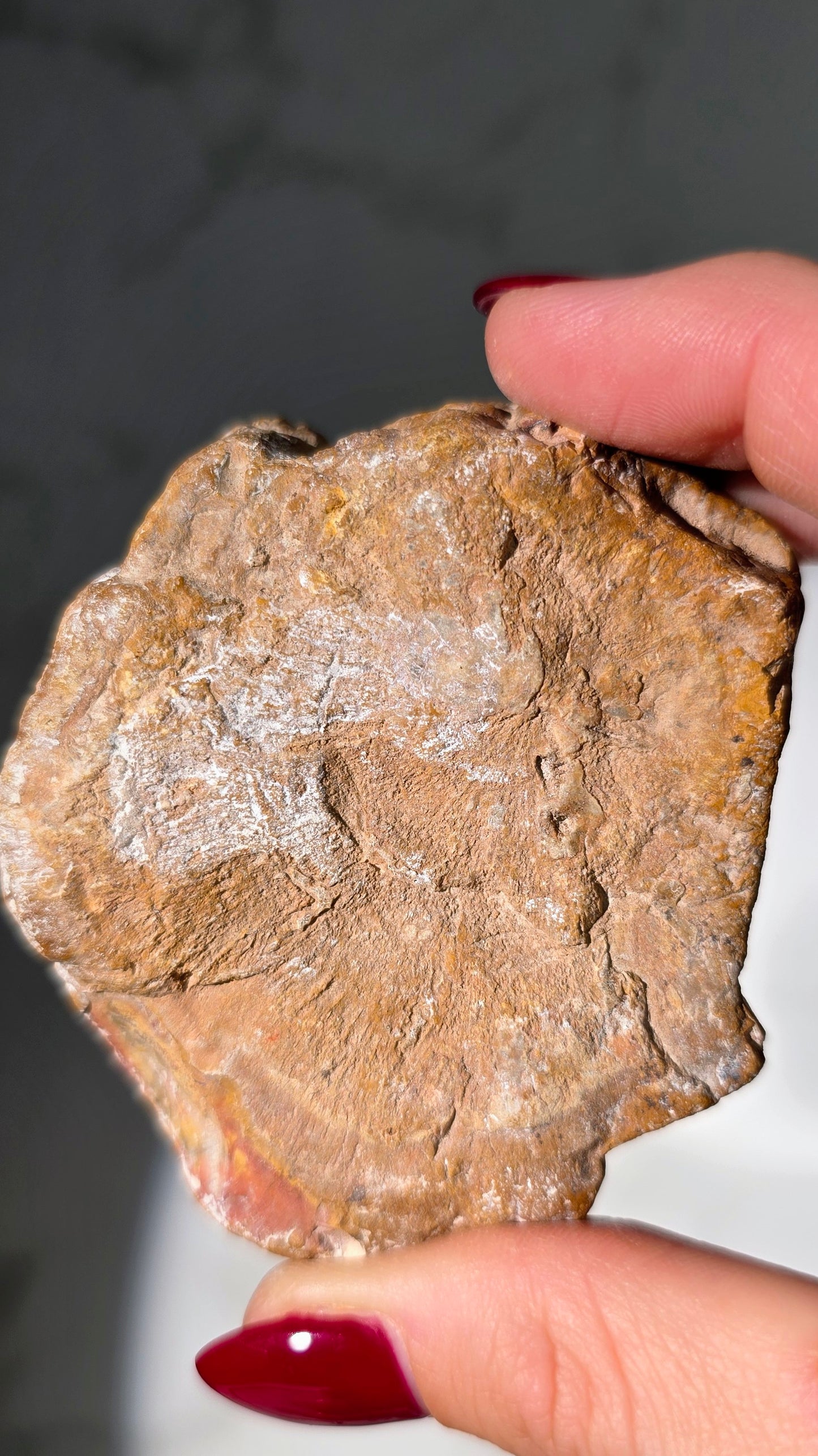 Versteinertes Holz aus Madagaskar - Millionen von Jahren alt