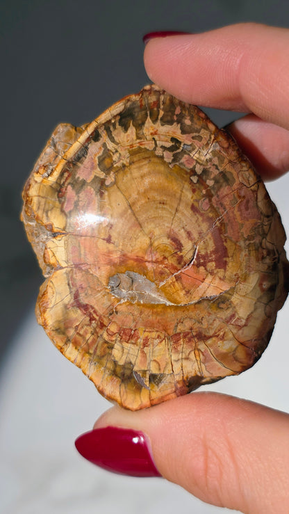 Versteinertes Holz aus Madagaskar - Millionen von Jahren alt