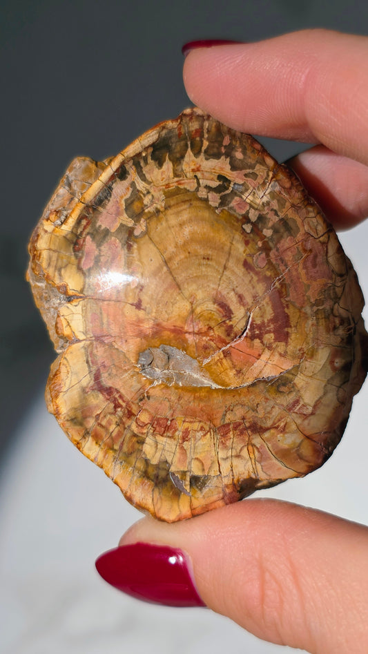 Versteinertes Holz aus Madagaskar - Millionen von Jahren alt