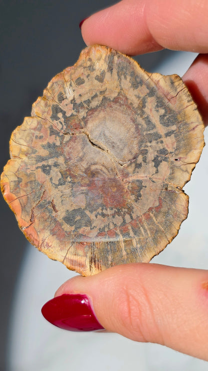 Versteinertes Holz aus Madagaskar - Millionen von Jahren alt