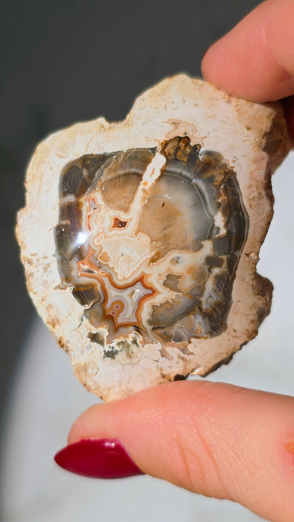 Versteinertes Holz aus Madagaskar - Millionen von Jahren alt