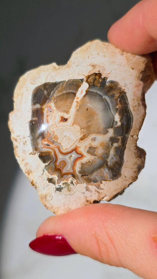 Versteinertes Holz aus Madagaskar - Millionen von Jahren alt