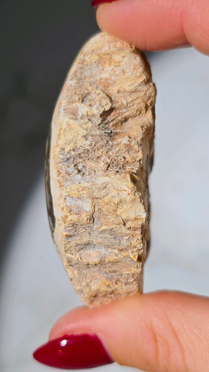 Versteinertes Holz aus Madagaskar - Millionen von Jahren alt