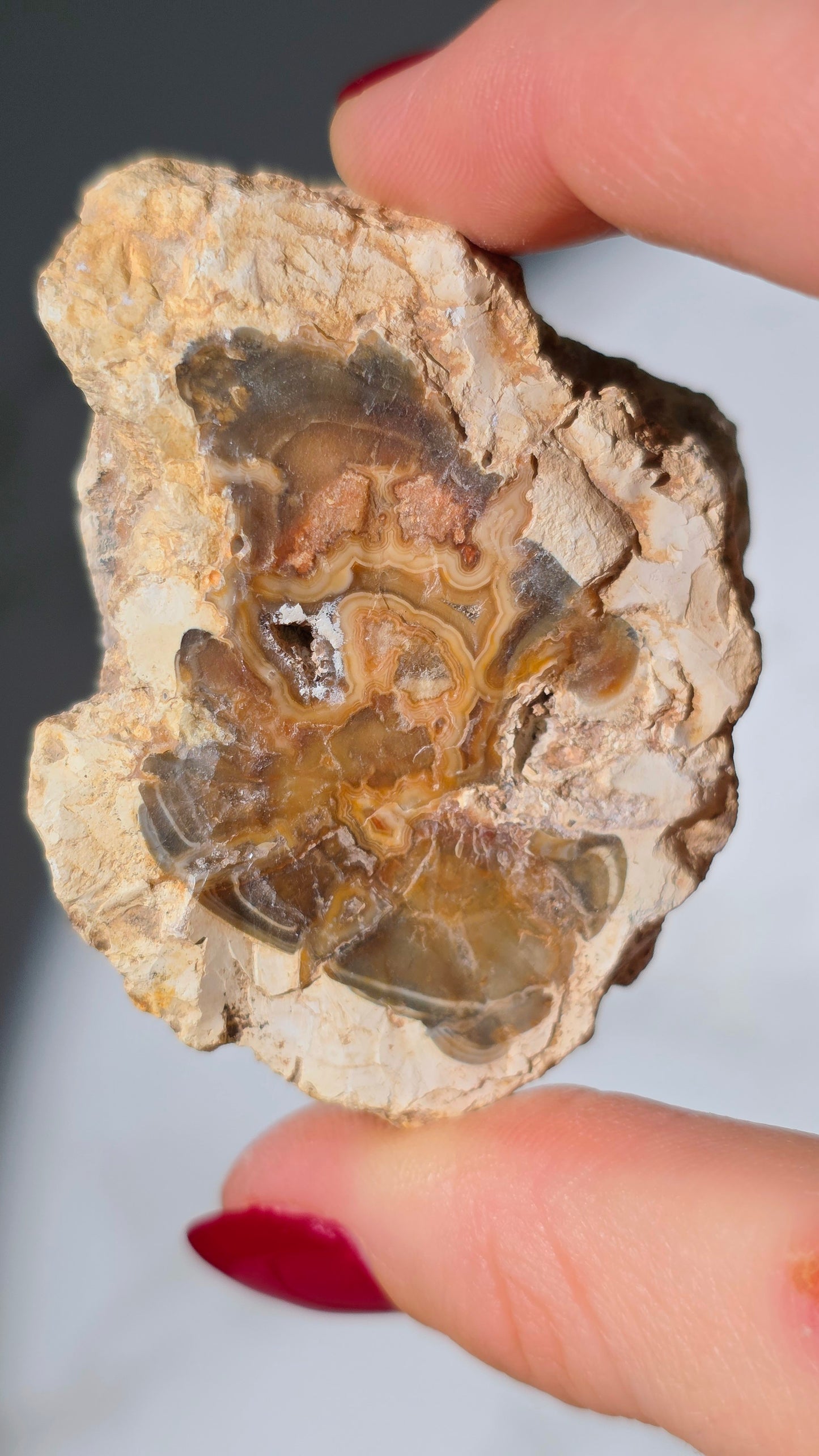 Versteinertes Holz aus Madagaskar - Millionen von Jahren alt