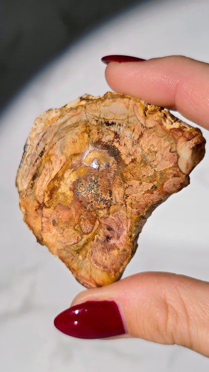 Versteinertes Holz aus Madagaskar - Millionen von Jahren alt