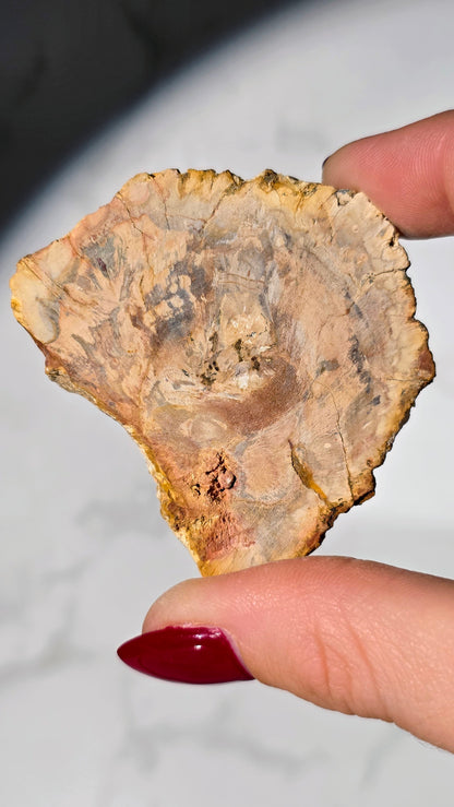 Versteinertes Holz aus Madagaskar - Millionen von Jahren alt