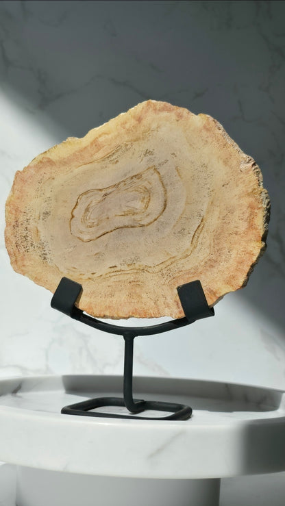 Versteinertes Holz auf Ständer