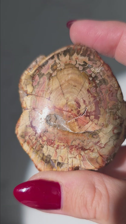 Versteinertes Holz aus Madagaskar - Millionen von Jahren alt