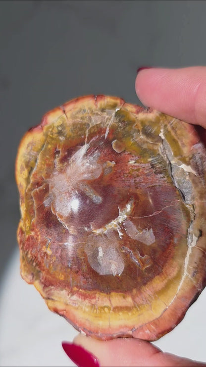 Versteinertes Holz aus Madagaskar - Millionen von Jahren alt