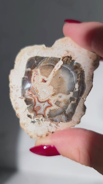 Versteinertes Holz aus Madagaskar - Millionen von Jahren alt