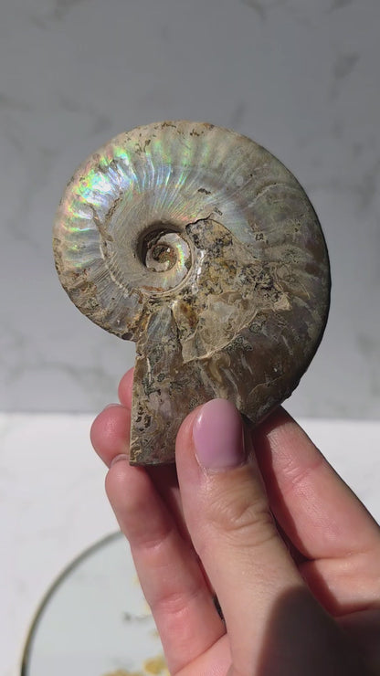 Ammonit mit opalosierendem Ammolit-Millionen Jahre altes Farbenspiel der Natur