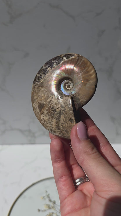 Ammonit mit opalosierendem Ammolit-Millionen Jahre altes Farbenspiel der Natur