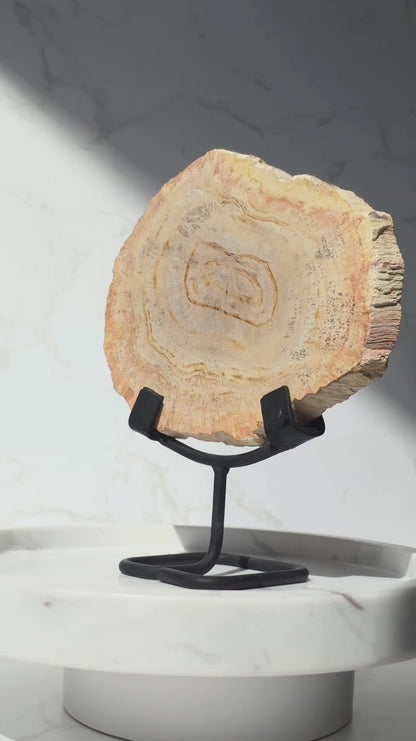 Versteinertes Holz auf Ständer